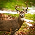 Whitetail deer buck odocoileus virginianus standing broadside facing camera Royalty Free Stock Photo