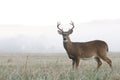 Whitetail deer buck in an open field Royalty Free Stock Photo