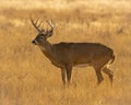 Whitetail Deer Buck pauses in open field during early morning Royalty Free Stock Photo