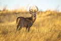 Whitetail Deer Buck pauses to look back while walking through grassy field Royalty Free Stock Photo