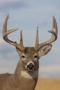 Whitetail Deer Buck Portrait in Autumn in Colorado Royalty Free Stock Photo