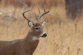 Whitetail Deer Buck Portrait in Autumn Royalty Free Stock Photo