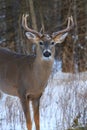 Whitetail Deer Buck Portrait In Winter Snow Royalty Free Stock Photo