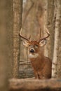 Whitetail Deer Buck Poses in Forest During Fall Rut Royalty Free Stock Photo