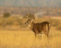 Whitetail Deer Buck poses in open field while checking for danger Royalty Free Stock Photo