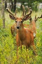 Whitetail Deer Buck With Velvet Antlers in Summer Royalty Free Stock Photo