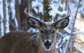 Whitetail Deer Buck Poses in Winter Snow Royalty Free Stock Photo