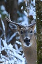 Whitetail Deer Buck Poses in Winter Snow Royalty Free Stock Photo