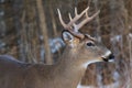 Whitetail Deer Buck Portrait In Winter Snow Royalty Free Stock Photo