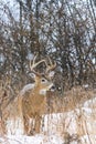 Whitetail Deer Buck Poses During a Winter Snowfall Royalty Free Stock Photo