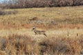 Whitetail Deer Buck Running in Autumn Royalty Free Stock Photo