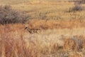Whitetail Deer Buck Running in Autumn Royalty Free Stock Photo