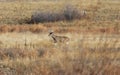 Whitetail Deer Buck Running in Fall Royalty Free Stock Photo