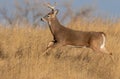 Buck Whitetail Deer Running Royalty Free Stock Photo