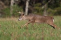 Whitetail deer buck running through meadow Royalty Free Stock Photo