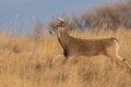 Whitetail Deer Buck Running Royalty Free Stock Photo