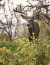 Whitetail deer buck in rut Royalty Free Stock Photo