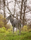 Whitetail deer buck in rut Royalty Free Stock Photo