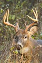 Whitetail Deer Buck Rut Royalty Free Stock Photo