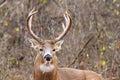 Whitetail Deer Buck Rut Royalty Free Stock Photo