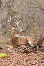 Whitetail Deer Buck Rut Royalty Free Stock Photo