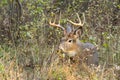 Whitetail Deer Buck Rut Royalty Free Stock Photo