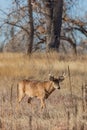 Whitetail Deer Buck in Autumn in Colorado Royalty Free Stock Photo