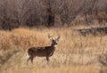 Whitetail Deer Buck in Autumn in Colorado Royalty Free Stock Photo