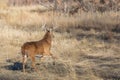 Whitetail Deer Buck During the Rut in Autumn Royalty Free Stock Photo