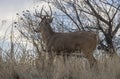 Whitetail Deer Buck During the Rut in Fall in Colorado Royalty Free Stock Photo