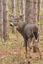Whitetail Deer Buck Rut Royalty Free Stock Photo