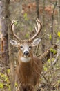 Whitetail Deer Buck Rut Royalty Free Stock Photo