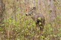 Whitetail Deer Buck Rut