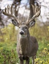 Whitetail deer buck in rut Royalty Free Stock Photo