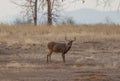 Whitetail Deer Buck Rutting in Autumn Royalty Free Stock Photo