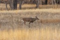 Whitetail Deer Buck Rutting in Autumn Royalty Free Stock Photo