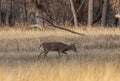 Whitetail Deer Buck Rutting in Autumn Royalty Free Stock Photo