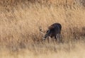 Rutting Whitetail Deer Buck in Autumn Royalty Free Stock Photo