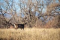 Rutting Whitetail Deer Buck in Colorado in Fall Royalty Free Stock Photo