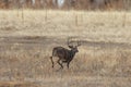 Whitetail Deer Buck Rutting in Fall Royalty Free Stock Photo