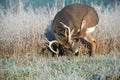 Whitetail deer buck scratching its antlers