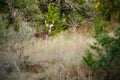 Whitetail Deer Buck in scrub oaks Royalty Free Stock Photo