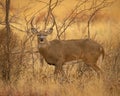 Whitetail Deer Buck is seen in thick cover during fall hunting season