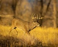 Whitetail Deer Buck is seen walking carefully through woodlot during hunting season Royalty Free Stock Photo
