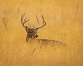 Whitetail Deer Buck is shown bedded down in grass field Royalty Free Stock Photo