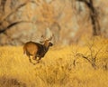 Whitetail Deer Buck is shown racing through woodlot during hunting season Royalty Free Stock Photo