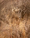 Whitetail Deer Buck is shown standing in thick cover during hunting season