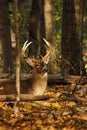 Whitetail Deer Buck Royalty Free Stock Photo