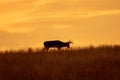 Whitetail Deer Buck at Sunset Royalty Free Stock Photo