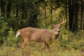 Whitetail Deer Buck With Single Antler Side Profile